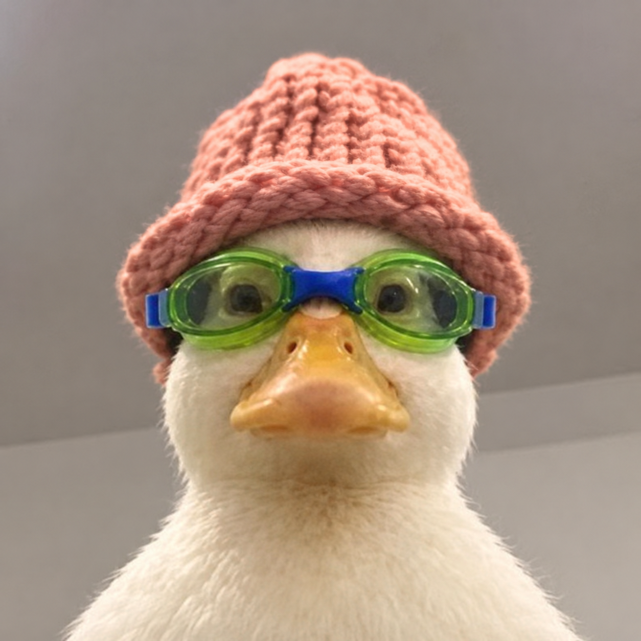 NASWIF, a duck wearing a pink knitted hat and green swimming goggles